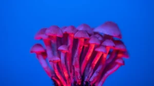 Lysohlávky jako medicína. Austrálie první na světě schvaluje lékařské užití psychedelik
