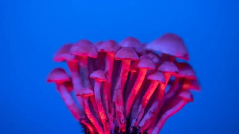 Přečtete si více ze článku Lysohlávky jako medicína. Austrálie první na světě schvaluje lékařské užití psychedelik