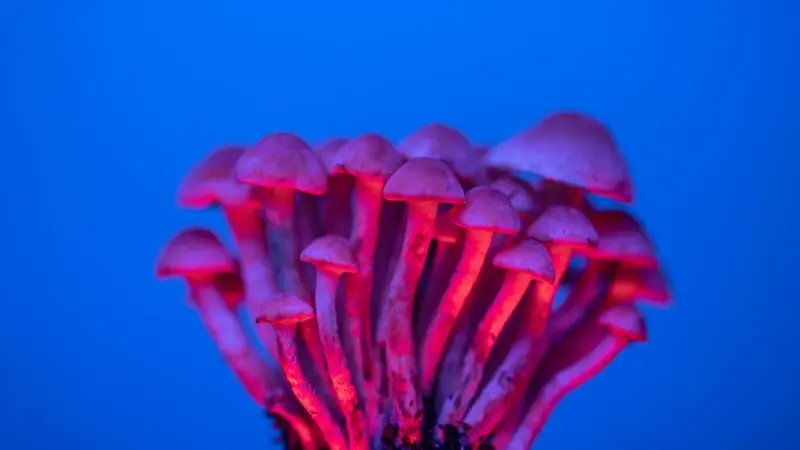 Právě si prohlížíte Lysohlávky jako medicína. Austrálie první na světě schvaluje lékařské užití psychedelik